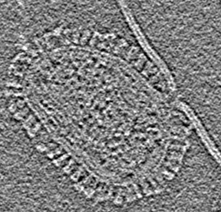 A gap opens up between the virus and the membrane. (Image: Kelly Lee Lab)